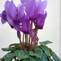 ブーゲンビリア,プリムラ,シクラメン ドラゴンの画像