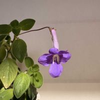 ストレプトカーパス,廊下,キュンキュン乙女倶楽部,青い花マニア,もんもんチャン♡見守り隊の画像