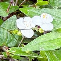 ブライダルベール,ブライダルベールの花,福井県総合グリーンセンター,展示温室,wakuwakuの画像