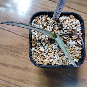 アガベ,育成ライト,アガベ　ホリダ,多肉植物,子株の画像