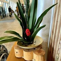 オモト,オモト,オモト,マユハケオモト,マユハケオモトの画像