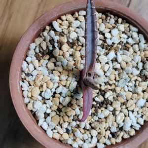 アガベ,育成ライト,アガベ　ホリダ,多肉植物,子株の画像