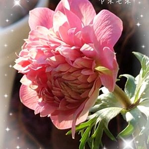 アネモネ,アリッサム,パンジー・ビオラ,八重咲きアネモネオーロラ,八重咲アネモネの画像