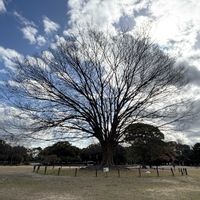 ケヤキ,庄内緑地公園の画像