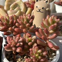 オーロラ,多肉植物,❤️いいね、ありがとう,神奈川県,コーナン港北インター店の画像