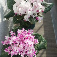 シクラメン,花のある暮らし,いただきもの,ベランダ育ち,こぼれだねの画像