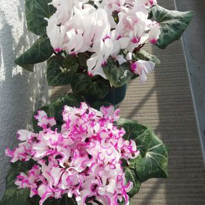 シクラメン,花のある暮らし,いただきもの,ベランダ育ち,こぼれだねの画像