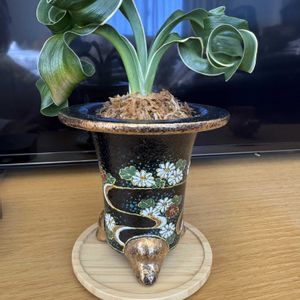 盆栽,万年青（オモト・おもと）,リビング・ダイニングの画像