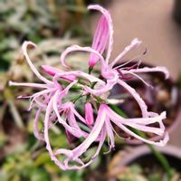 ネリネ,ダイヤモンドリリー,ピンクの花,つぼみ好き,蕊好きの画像