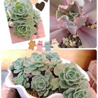 ポトス,オリヅルラン,七福神,ポトス・エンジョイ,センペルビウムの画像