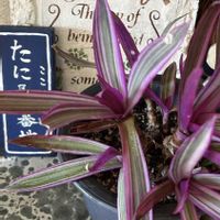 ラナンキュラス,乙女心,星美人,花キリン,ムラサキオモト オーロラの画像