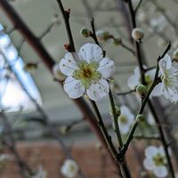 月影,今日のお散歩,名城公園フラワープラザ,歩くの大好き♡の画像