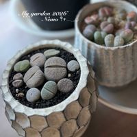 リトープス,リトープス,オンスロー錦,多肉植物,多肉のある暮らしの画像