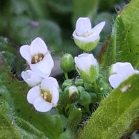 ナズナ,ペンペングサ,白い水曜日♡,ゆっくり独り言,チーム冬のヒナタの画像