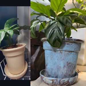 リメイク鉢,DAISO,100均リメイク,seriaの画像