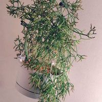 リプサリスの画像