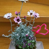 アリッサム,カランコエ ウェンディ,ローザンセマム,寄せ植え,苔玉の画像