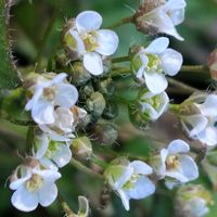 ナズナ,散歩コース,GSに感謝。,植物観察,植物散策の画像