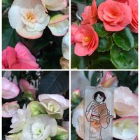 クワズイモ,猿恋葦,リーガスベゴニア,お散歩ちゃんキーホルダー,お散歩は季節をまとっての画像