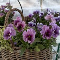 ビオラ,ヒューケラ,スーパーアリッサム・フロスティナイト,スーパーアリッサム・フロスティナイト,ヒューケラ トウキョウの画像