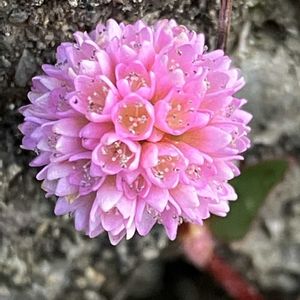 ヒメツルソバ,ポリゴナム（ヒメツルソバ）,ポリゴナム（ヒメツルソバ）,デコポン,不知火の画像