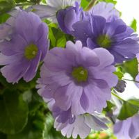 プリムラ・オブコニカ,プリムラ・オブコニカ,花のある暮らし,GSに感謝。,繋がりに感謝✨の画像