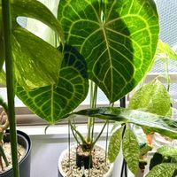 アンスリウム,アンスリウム クラリネルビウム,森林浴,熱帯植物,癒しの空間の画像