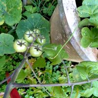 キュウリ,コーヒーの木,裏庭,裏の畑,家庭菜園の画像