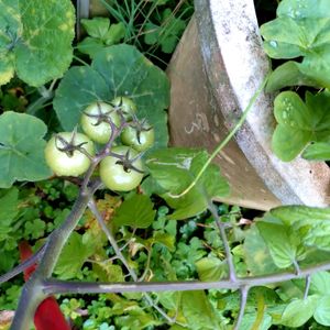 キュウリ,コーヒーの木,裏庭,裏の畑,家庭菜園の画像