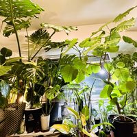 アンスリウム,ストレリチア,ドラセナ,モンステラ,フィロデンドロンの画像