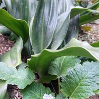 イベリス,オモト,オモト,カリブラコア,カリブラコアの画像