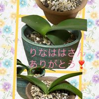 オモト,オモト,マユハケオモト,ワンコ散歩,りなははさんありがとうの画像