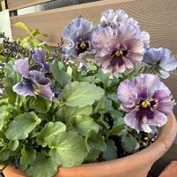 クリスマスローズ,ネメシア,ビオラ,プリムラ マラコイデス,ゴールデンクラッカーの画像