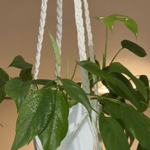 モンステラ,姫モンステラ,リビング,ドリル,屋内の画像