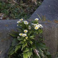 ヒメジョオン,山野草の画像