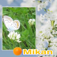 クリスマスローズ,シロツメクサ,過去pic,春を待つ,がんばる♡の画像