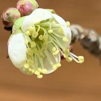 ウメ（梅）,ウメ（梅）,花のある暮らし,キッチンの画像