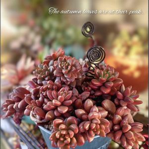 レモータ,トップアンドスター,多肉植物,育てやすい多肉植物,多肉植物寄せ植えの画像