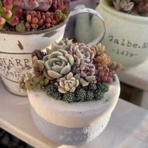 名無しさん,多肉植物,多肉の寄せ植え,多肉棚DIY,多肉病の画像