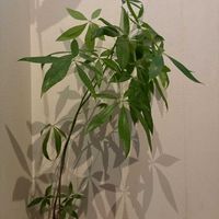 パキラ,観葉植物の画像