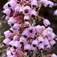 エリカ,エリカ,寒い晴れた冬の日,バラ園、まだ咲いていない…,昔の友人・先輩と…の画像