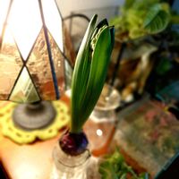 屋久島スミレ,フィットニア ピンク,球根,テラリウム,水槽の画像