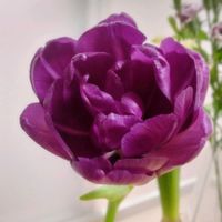 ミカン,ちゅーりっぷの画像