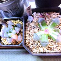 ハオルチア,ハオルチア オブツーサ,多肉植物,ハオルチア属,多肉大好きの画像