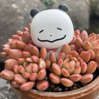 ピンクルビー,多肉植物,お花は癒し,花が好き❤,パンダの日の画像