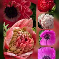 アネモネ,ツバキ,ビオラ,ビオラ,プリムラマラコイデスの画像