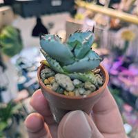 多肉植物,ユーフォルビア,サボテン科,コーデックス,ビザールプランツの画像