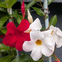 サンパラソル,鮮やか ,可愛い花,通勤途中,素敵な花の画像