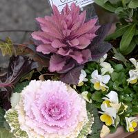 ハボタン,葉牡丹,鉢植え,プランター植え,冬にもってこい❤の画像