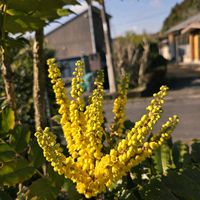 オンシジウム,キンカン,ヒイラギナンテン,ヒイラギナンテン,オンシジュームの画像